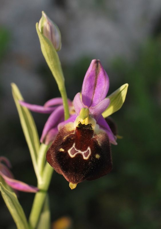 Orchidee di fine aprile in Gargano 3