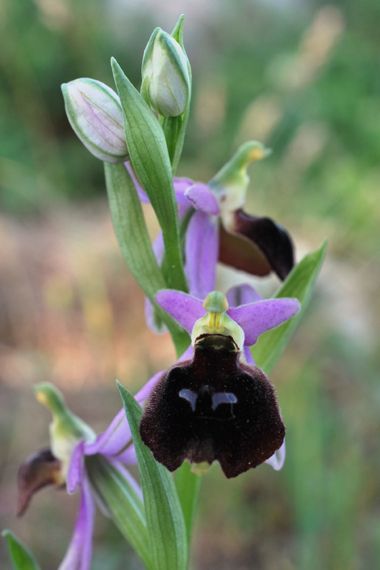 Orchidee di fine aprile in Gargano 3