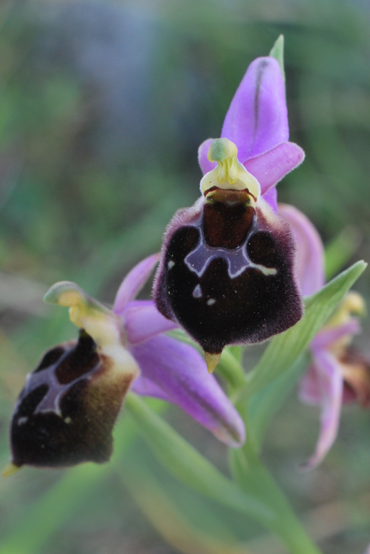 Orchidee di fine aprile in Gargano 3