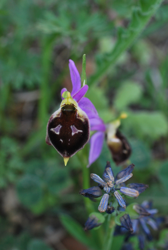 Orchidee di fine aprile in Gargano 3