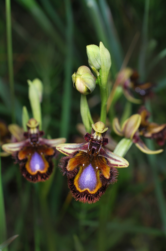 Ophrys speculum