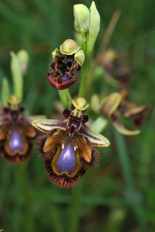 Ophrys speculum