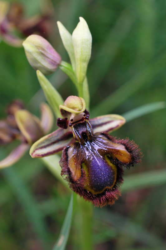 Ophrys speculum