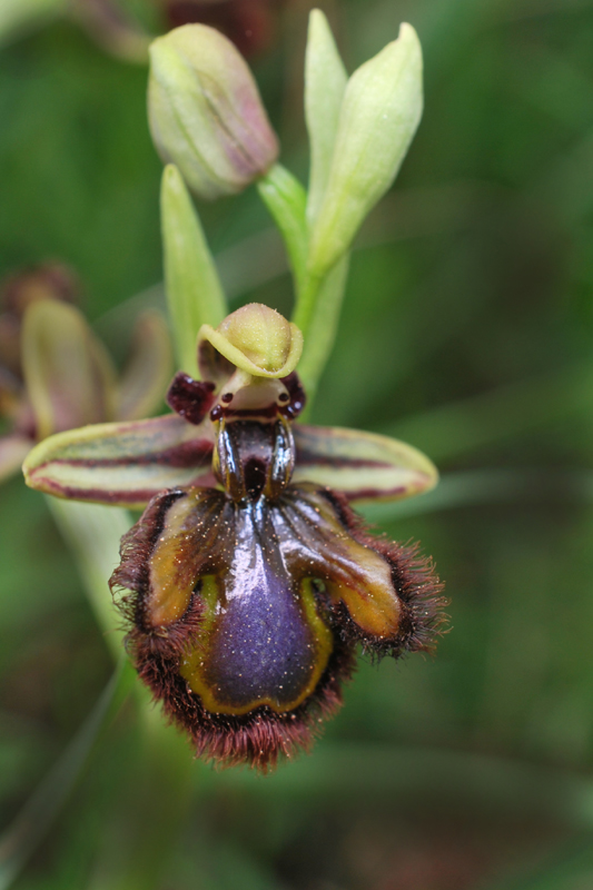 Ophrys speculum