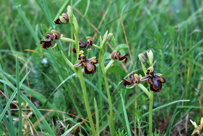 Ophrys speculum