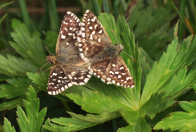 Pyrgus malvae?