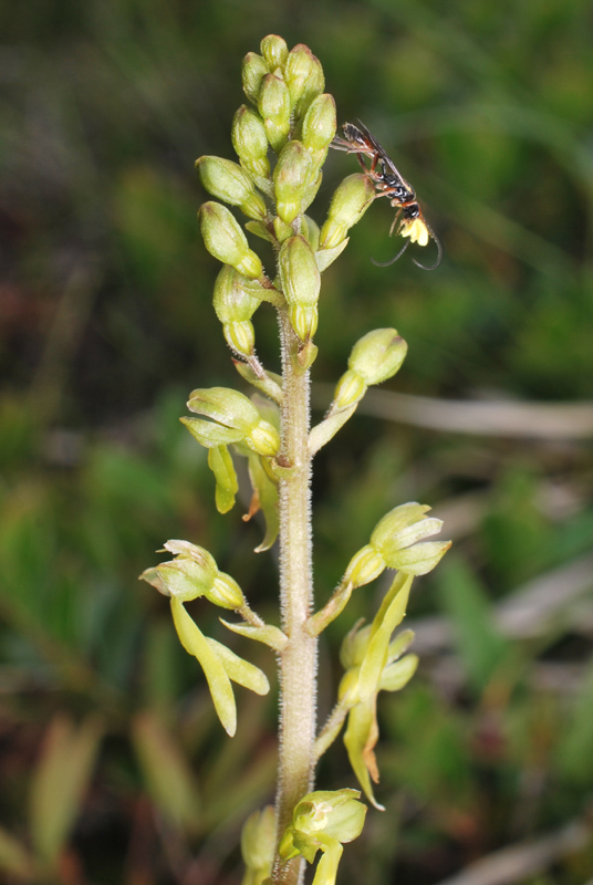 Impollinatore di Listera ovata: Ichneumonidae sp., maschio