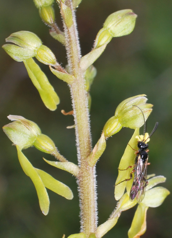 Impollinatore di Listera ovata: Ichneumonidae sp., maschio