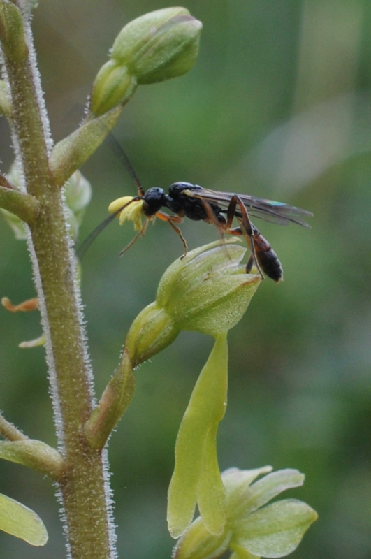 Impollinatore di Listera ovata: Ichneumonidae sp., maschio