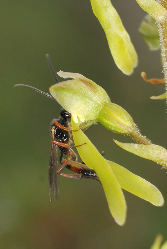 Impollinatore di Listera ovata: Ichneumonidae sp., maschio