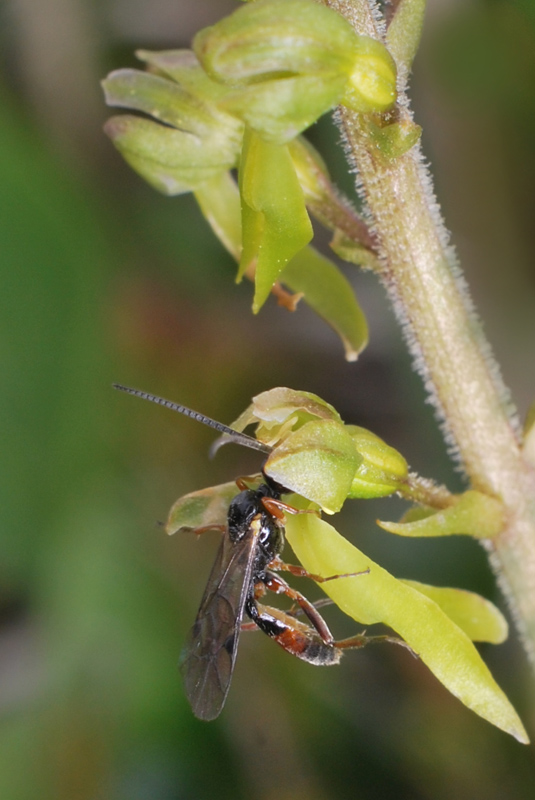 Impollinatore di Listera ovata: Ichneumonidae sp., maschio