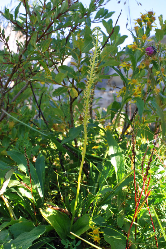 Qualche orchidea d''agosto in Valparola (BL)