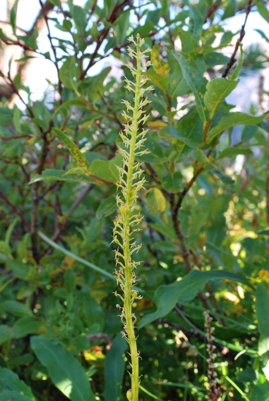 Qualche orchidea d''agosto in Valparola (BL)