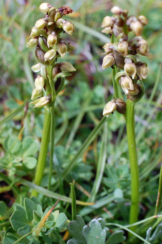 Qualche orchidea d''agosto in Valparola (BL)