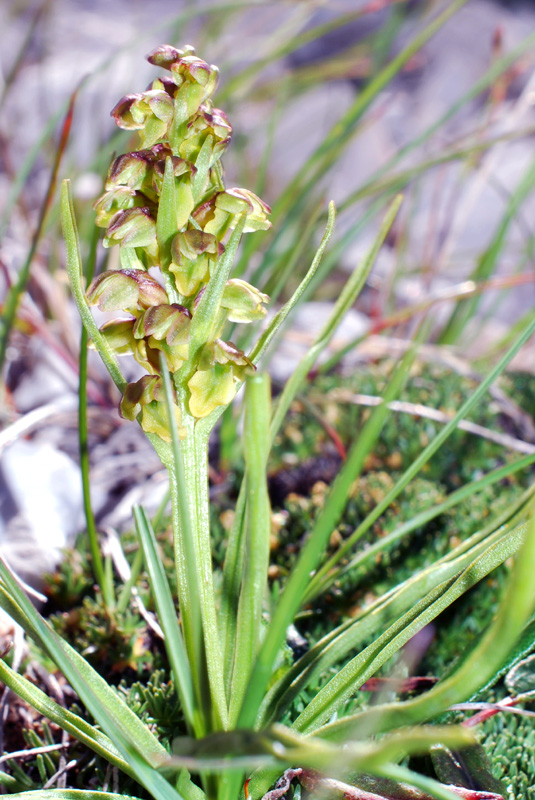 Chamorchis alpina