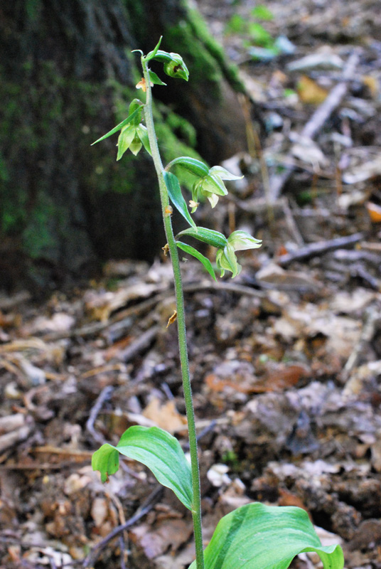 Epipactis autumnalis / Elleborine autunnale