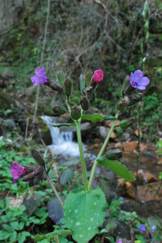 Le ultime arrivate tra le piante gi fiorite