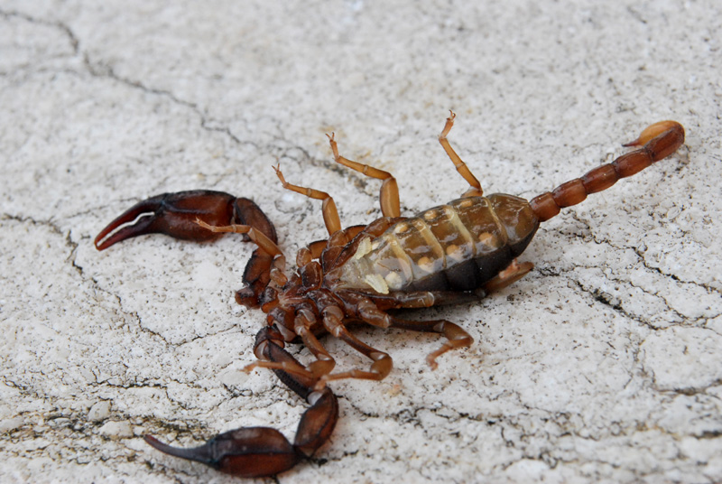 Euscorpius  aquilejensis