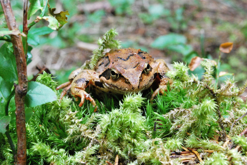 Da identificare - Rana temporaria