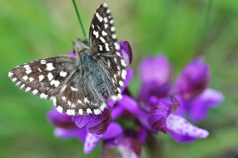 Da determinare - Pyrgus malvoides, Hesperiidae