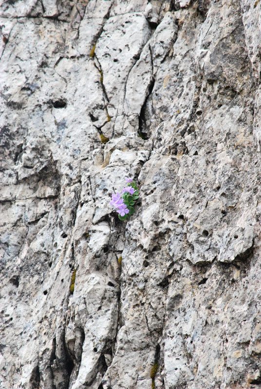 Primula recubariensis / Primula di Recoaro