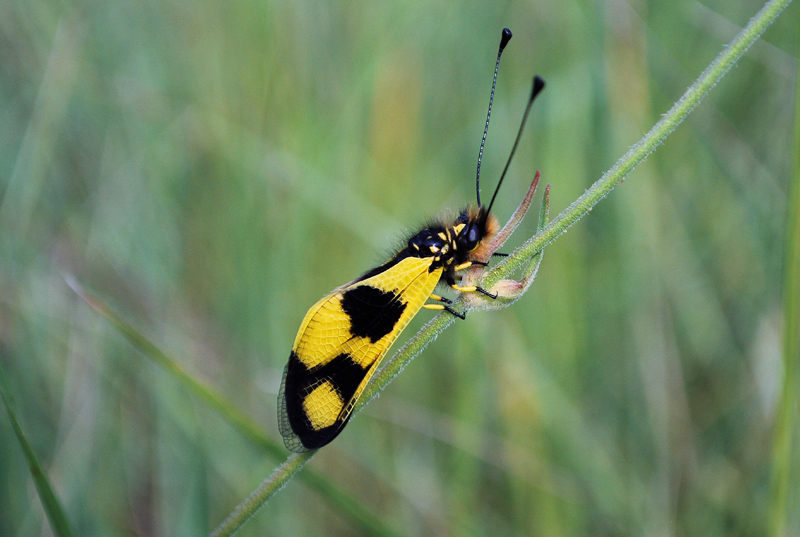 Libelloides macaronius? - S