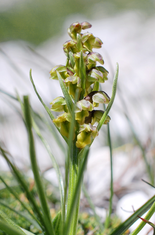 Chamorchis alpina