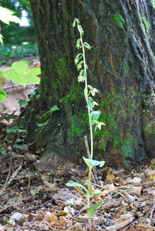 Epipactis autumnalis / Elleborine autunnale