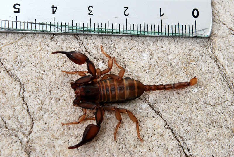 Euscorpius  aquilejensis