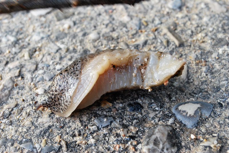 Limax maximus da Porto Caleri (RO)