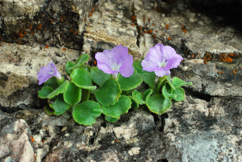 Primula recubariensis / Primula di Recoaro