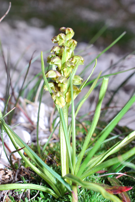 Chamorchis alpina