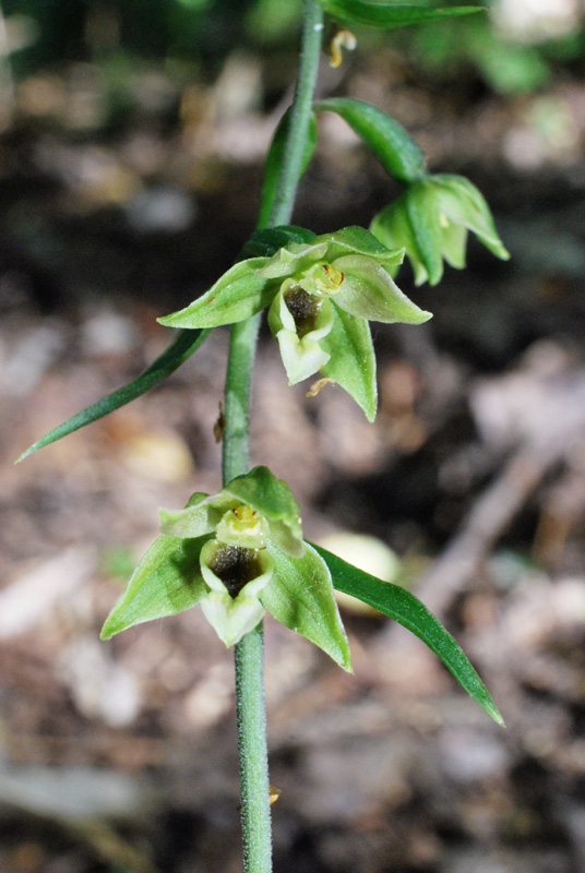 Epipactis autumnalis / Elleborine autunnale