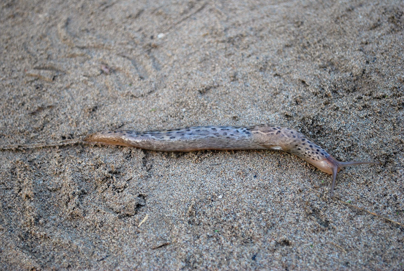 Limax maximus da Porto Caleri (RO)