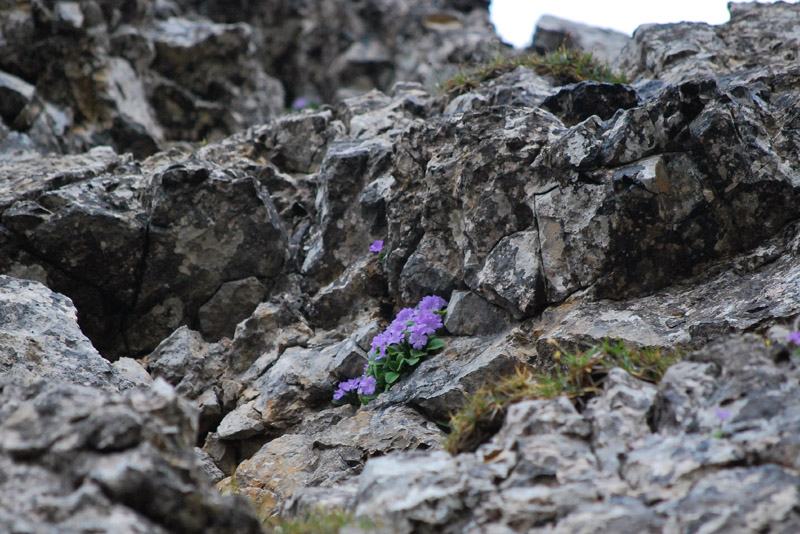 Primula recubariensis / Primula di Recoaro