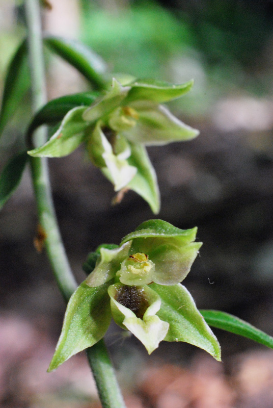 Epipactis autumnalis / Elleborine autunnale