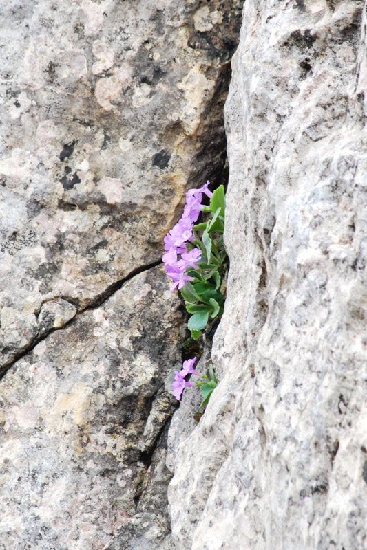 Primula recubariensis / Primula di Recoaro