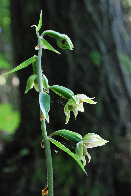 Epipactis autumnalis / Elleborine autunnale