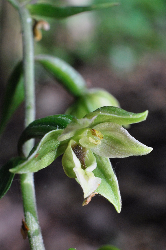 Epipactis autumnalis / Elleborine autunnale