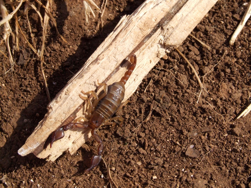 Euscorpius tergestinus dalla Croazia