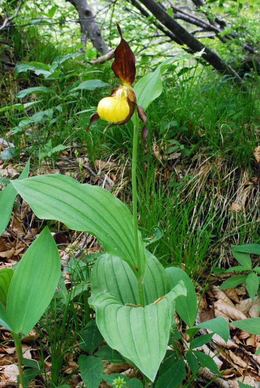 Cypripedium calceolus