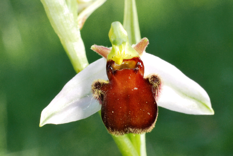 Ophrys apifera var. fulvofusca