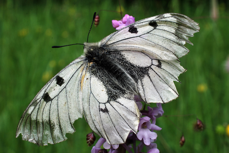 Parnassius mnemosyne