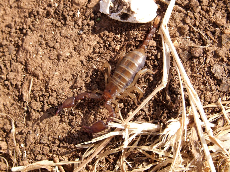 Euscorpius tergestinus dalla Croazia