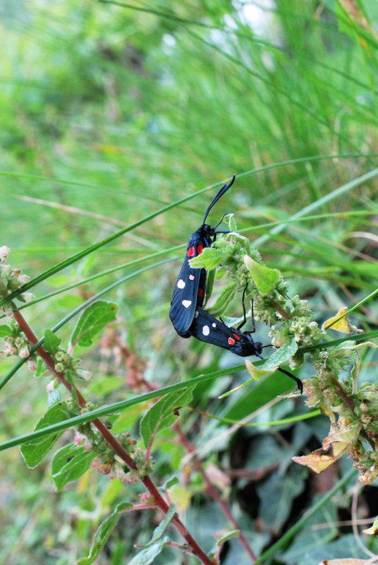 Zygaena ephialtes, Zygaenidae