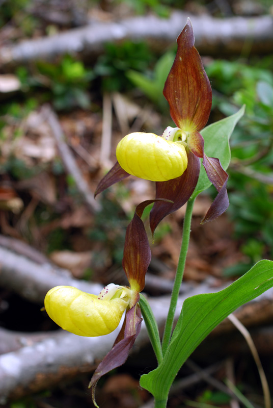 Cypripedium calceolus