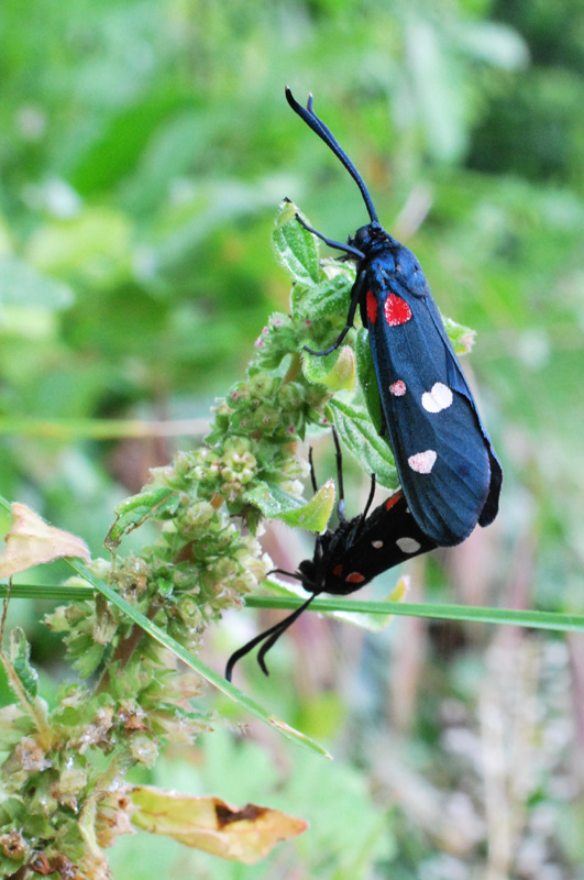 Zygaena ephialtes, Zygaenidae