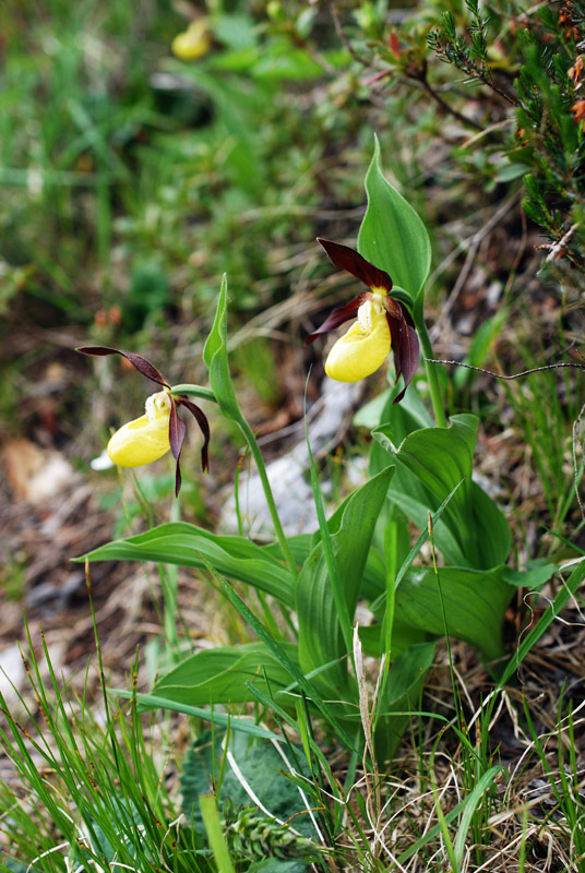 Cypripedium calceolus