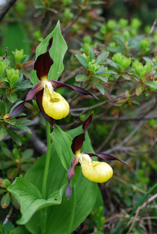 Cypripedium calceolus