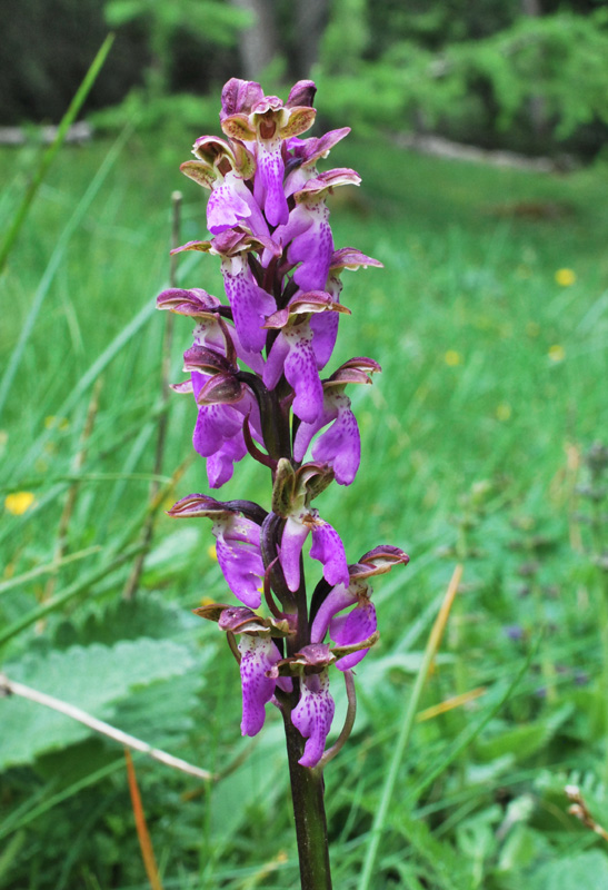 Orchis spitzelii / Orchide di Spitzel